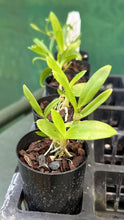 Load image into Gallery viewer, Orchid Seedling 50mm Pot size - Dendrobium Golden Blossum x Wave King 'Akebono' softcane