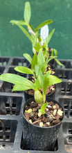 Load image into Gallery viewer, Orchid Seedling 50mm Pot size - Dendrobium Golden Blossum x Yukidaruma softcane