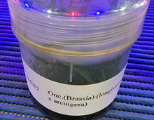 Load image into Gallery viewer, Flask - Oncidium Brassia longissima x arcuigera