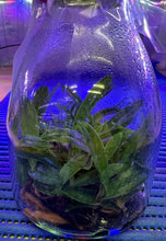 Load image into Gallery viewer, Flask - Paphiopedilum Paph. thaianum x sib - Slipper Orchid species