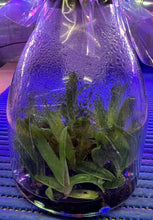 Load image into Gallery viewer, Flask - Paphiopedilum Paph. thaianum x sib - Slipper Orchid species