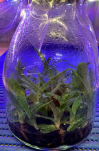 Load image into Gallery viewer, Flask - Paphiopedilum Paph. thaianum x sib - Slipper Orchid species