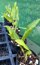 Load image into Gallery viewer, Orchid Seedling 50mm Pot Size - Dendrobium sulcatum - Species