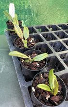 Load image into Gallery viewer, Orchid Seedling 50mm Pot Size - Bulbophyllum baucoense - Species