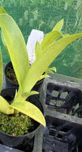 Load image into Gallery viewer, Orchid Seedling 50mm Pot Size - Oncidium Degarmoara Winter Wonderland 'White Fairy'