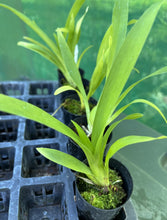 Load image into Gallery viewer, Orchid 50mm Pot Size - Oncidium Wilsonara Eye Candy 'Pinkie'
