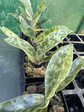 Load image into Gallery viewer, Orchid Seedling 50mm Pot Size - Paphiopedilum Chou-Yi Red Spell x Impulse