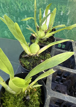 Load image into Gallery viewer, Orchid 50mm Pot Size - Oncidium Odontocidium Catatante 'Kilauea Karma'