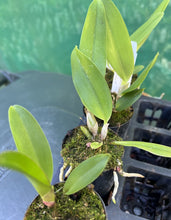 Load image into Gallery viewer, Orchid Seedling 50mm Pot Size - Cattleya (Tsutung Beauty x Elegant Dancer) x Mari's Love
