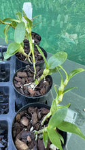 Load image into Gallery viewer, Orchid Seedling 50mm Pot size - Dendrobium Purple Peony softcane