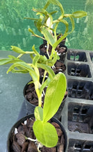 Load image into Gallery viewer, Orchid Seedling 50mm Pot size - Dendrobium Pink Hyacinthus Frill softcane