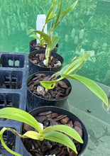 Load image into Gallery viewer, Orchid Seedling 50mm Pot size - Dendrobium Chanthaboon Sunrise