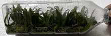 Load image into Gallery viewer, Flask - Bulbophyllum bicolor - Species