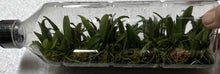 Load image into Gallery viewer, Flask - Bulbophyllum bicolor - Species