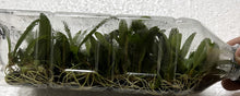 Load image into Gallery viewer, Flask - Bulbophyllum auratum - Species