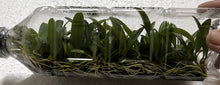 Load image into Gallery viewer, Flask - Bulbophyllum auratum - Species