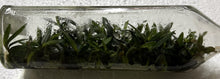 Load image into Gallery viewer, Flask - Cleisostoma subulatum - Species