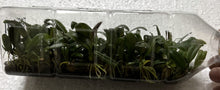 Load image into Gallery viewer, Flask - Bulbophyllum baucoense - Species