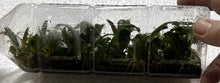 Load image into Gallery viewer, Flask - Bulbophyllum baucoense - Species