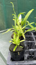 Load image into Gallery viewer, Orchid 50mm Pot Size - Oncidium Sharry Baby 'Sweet Fragrance'