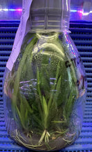 Load image into Gallery viewer, Flask - Oncidium Woon Leng's Red Gem 'Chian Tzy Heart'