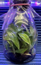 Load image into Gallery viewer, Flask - Paphiopedilum Paph Shun-Fa Magic - Slipper Orchid