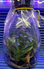 Load image into Gallery viewer, Flask - Paphiopedilum Paph. niveum x sib - Species - Slipper Orchid