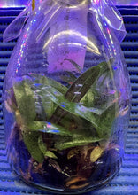 Load image into Gallery viewer, Flask - Paphiopedilum Paph. niveum x sib - Species - Slipper Orchid