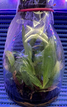 Load image into Gallery viewer, Flask - Paphiopedilum Paph. tranlienianum x sib - Slipper Orchid species