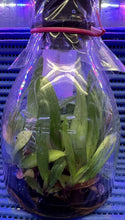 Load image into Gallery viewer, Flask - Paphiopedilum Paph. tranlienianum x sib - Slipper Orchid species