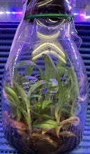 Load image into Gallery viewer, Flask - Paphiopedilum Paph. venustum v. album' - Species - Slipper Orchid