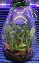 Load image into Gallery viewer, Flask - Paphiopedilum Paph. venustum v. album' - Species - Slipper Orchid