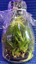 Load image into Gallery viewer, Flask - Cattleya Canhamiana (mossiae S/A 1755#13 x purpurata roxo violeta)