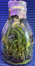 Load image into Gallery viewer, Flask - Angraeceum Angcm. calceolus  - Species