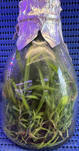 Load image into Gallery viewer, Flask - Angraeceum Angcm. calceolus  - Species