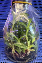 Load image into Gallery viewer, Flask - Paphiopedilum Paph. primulinum - Species - Slipper Orchid