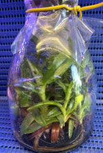 Load image into Gallery viewer, Flask - Paphiopedilum Paph. primulinum - Species - Slipper Orchid