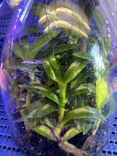 Load image into Gallery viewer, Flask - Paphiopedilum Paph. primulinum - Species - Slipper Orchid