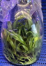 Load image into Gallery viewer, Flask - Cattleya maxima tipo x sib  (Gorgeous x Long Spike)