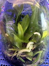 Load image into Gallery viewer, Flask - Cattleya maxima x sib  (Gorgeous x Vini rubra)