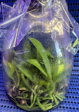 Load image into Gallery viewer, Flask - Cattleya percivaliana rubra marmorada (Veneno x CH#1)