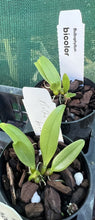 Load image into Gallery viewer, Orchid Seedling 50mm Pot Size - Bulbophyllum bicolor - Species