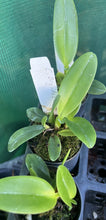 Load image into Gallery viewer, Orchid Seedling 50mm Pot Size - Cattleya Orglades Grand