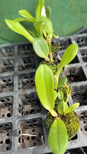 Load image into Gallery viewer, Orchid Seedling 50mm Pot Size - Cattleya Pattra Delight