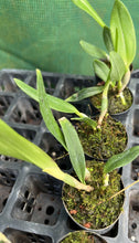 Load image into Gallery viewer, Orchid Seedling 50mm Pot Size - Cattleya Yen Corona Genie