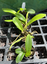 Load image into Gallery viewer, Orchid Seedling 50mm Pot Size - Cattleya Island Charm