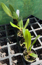 Load image into Gallery viewer, Orchid Seedling 50mm Pot Size - Cattleya Village Chief Rose