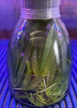 Load image into Gallery viewer, Flask - Phalaenopsis Zheng Min Muscadine &#39;Peter x Zheng Min Muscadine &#39;Mituo&#39;
