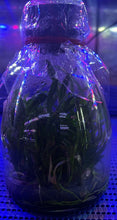 Load image into Gallery viewer, Flask - Dendrobium Nobile Sweet Poem 'Rabbit'  Soft Cane Yamamoto Breeding