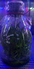 Load image into Gallery viewer, Flask - Dendrobium Nobile Sweet Poem 'Rabbit'  Soft Cane Yamamoto Breeding